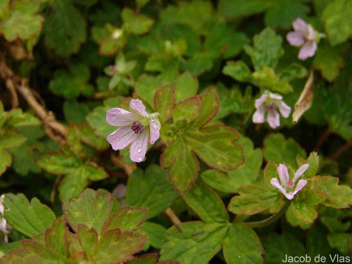 Geranium nepalense Sweet